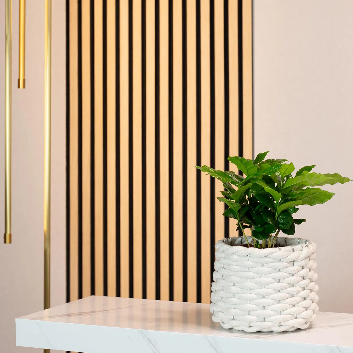 Caféier d'Arabie - plante d'intérieur facile d'entretien, Coffea Arabica - hauteur env. 15-20 cm, pot-Ø 9 cm