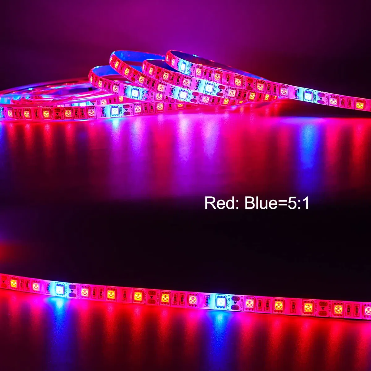 Plante LED élèvent la lumière de bande DC 12V IP65 imperméable plein spectre SMD 5050 Rouge bleu 5: 1 corde s'allume pour l'aquarium serre
