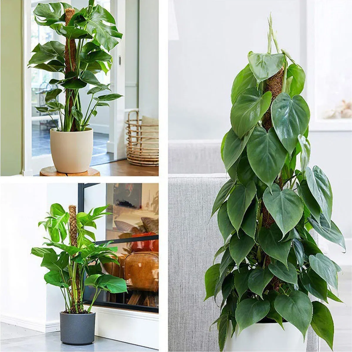 Tuteur Monstera - 4 Tuteurs Plantes Grimpantes 42 cm - Tuteurs Coco Extensibles - Tuteur Plante avec Corde de Jute, Scratch et Colliers de Serrage en Épi, pour Monstera et Autres Plantes Grimpantes