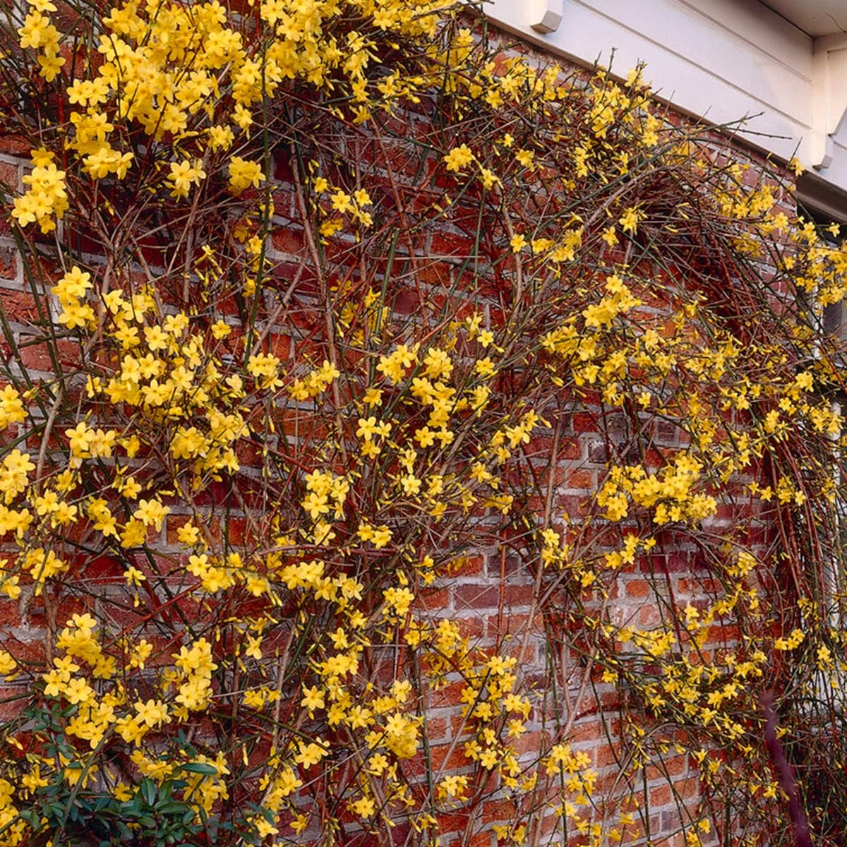 Bloomique - Jasminum Nudiflorum - Jasmin d'hiver - Jaune - Plantes grimpantes - Plantes de jardin - Rustique - Pot 15cm - Hauteur 70-80 cm