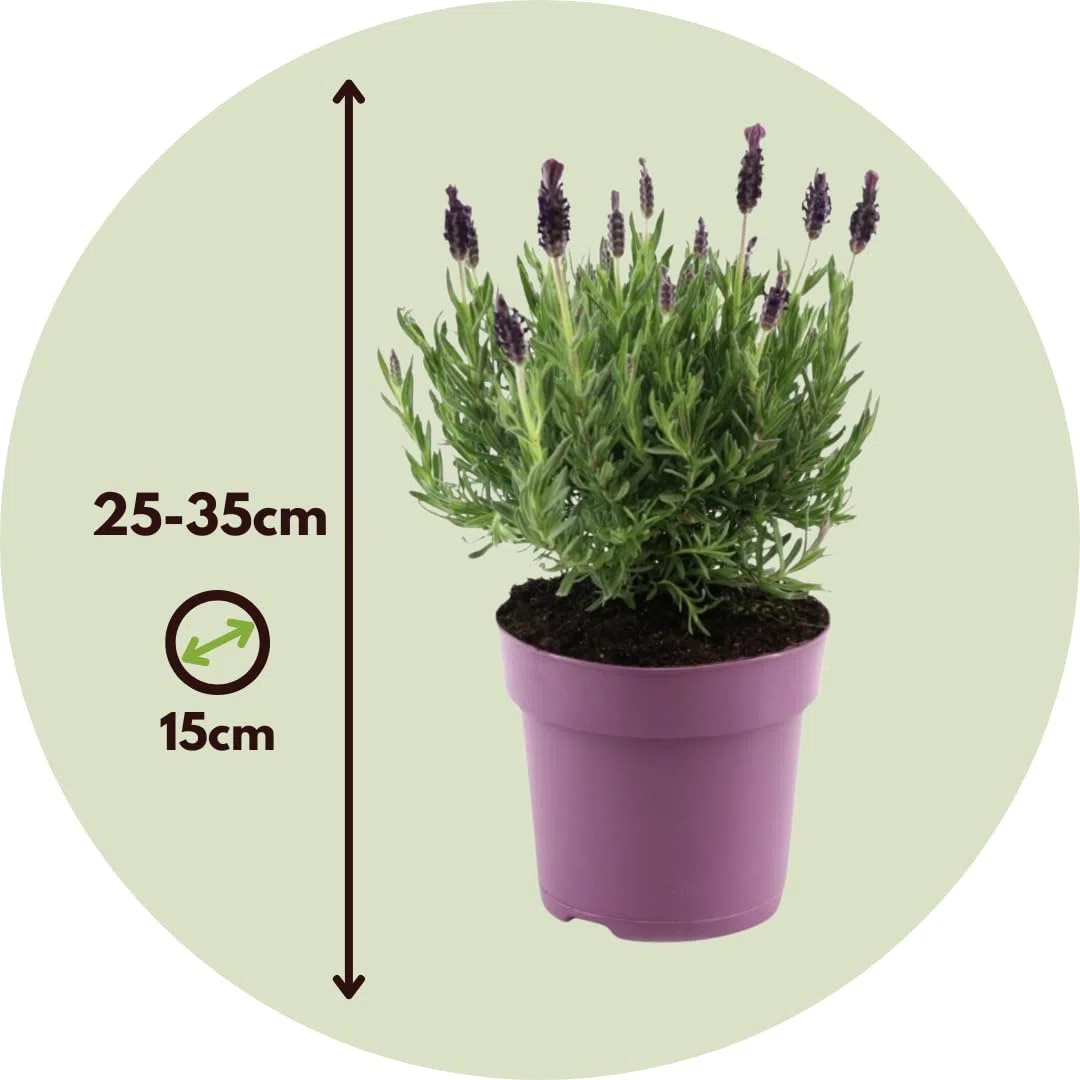 Plant in a Box - Lavande papillon - Lavandula stoechas 'Anouk' - Hauteur 25-35cm - Pot 15cm - Arbuste Compact et Résistant - Pourpre