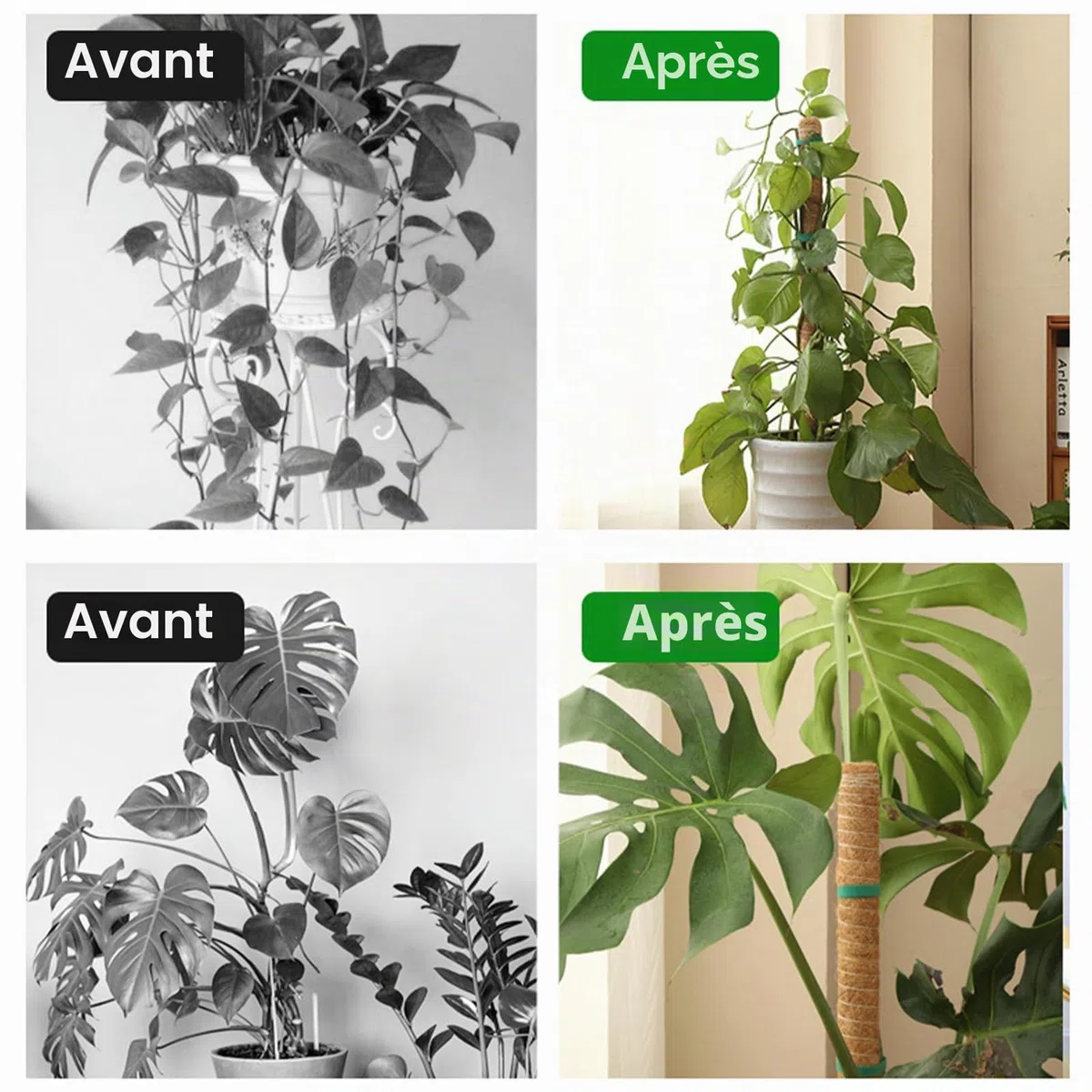 Tuteur Monstera - 4 Tuteurs Plantes Grimpantes 42 cm - Tuteurs Coco Extensibles - Tuteur Plante avec Corde de Jute, Scratch et Colliers de Serrage en Épi, pour Monstera et Autres Plantes Grimpantes