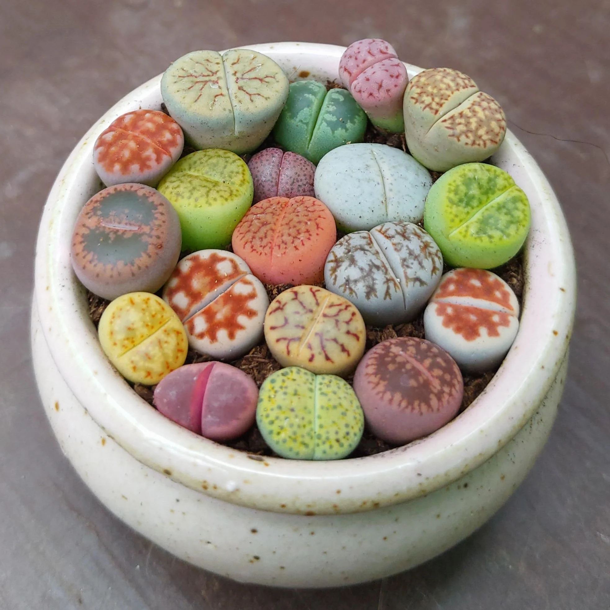 SUNNYPLANTS - Mélange de Plantes Lithops Bébé, Lithops Rares, Succulentes, Pierres Vivantes, Plantes Colorées, Cadeaux de Plantes (10)