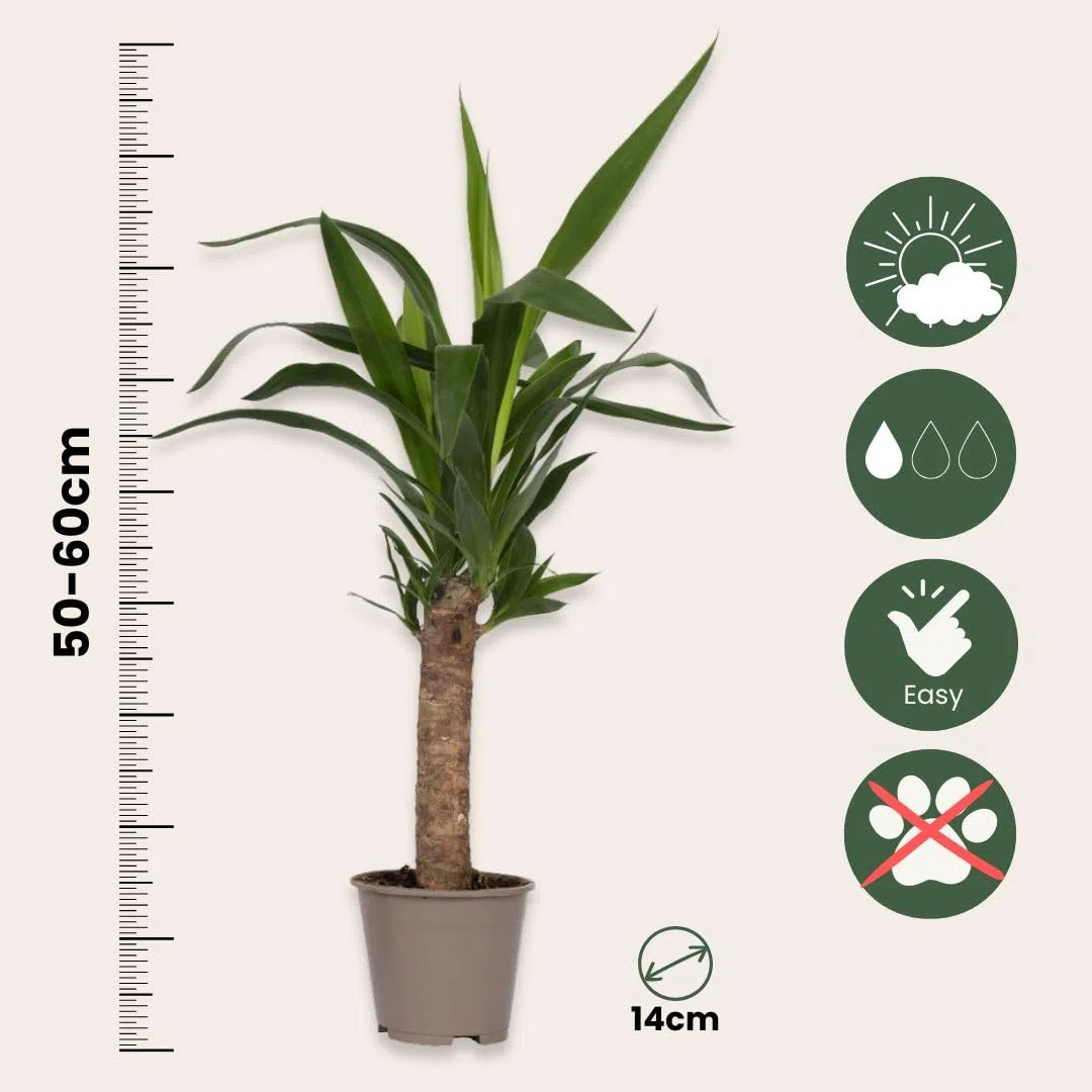 Plant in a Box - Pied d'éléphant - Yucca elephantipes - Hauteur 50-60cm - Pot 14cm - Plante persistante