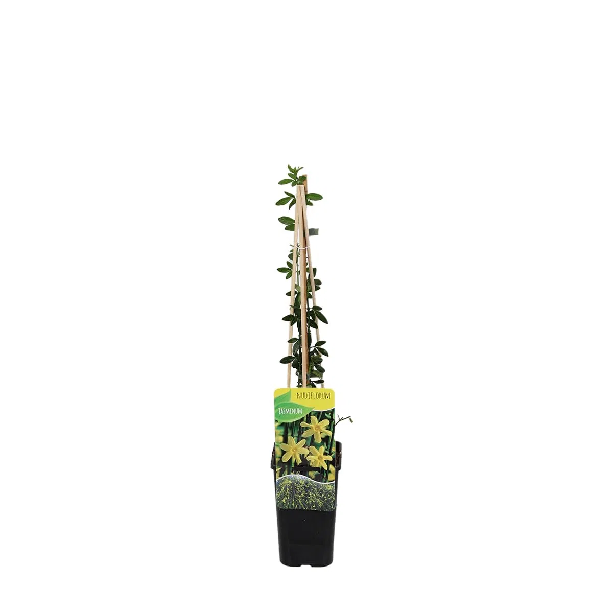 Bloomique - Jasminum Nudiflorum - Jasmin d'hiver - Jaune - Plantes grimpantes - Plantes de jardin - Rustique - Pot 15cm - Hauteur 70-80 cm