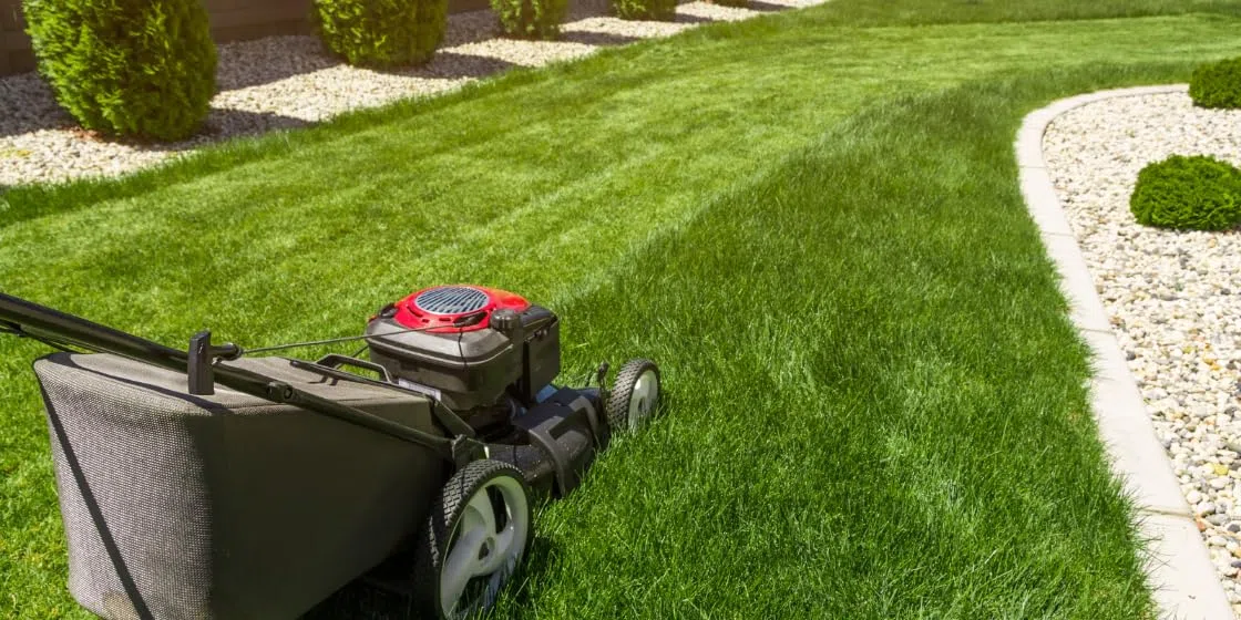 Barenbrug Resilient Blue 15 kg – Gazon Robuste, RÉSISTANT AUX Rayures !