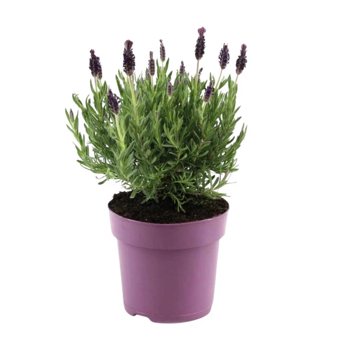 Plant in a Box - Lavande papillon - Lavandula stoechas 'Anouk' - Hauteur 25-35cm - Pot 15cm - Arbuste Compact et Résistant - Pourpre