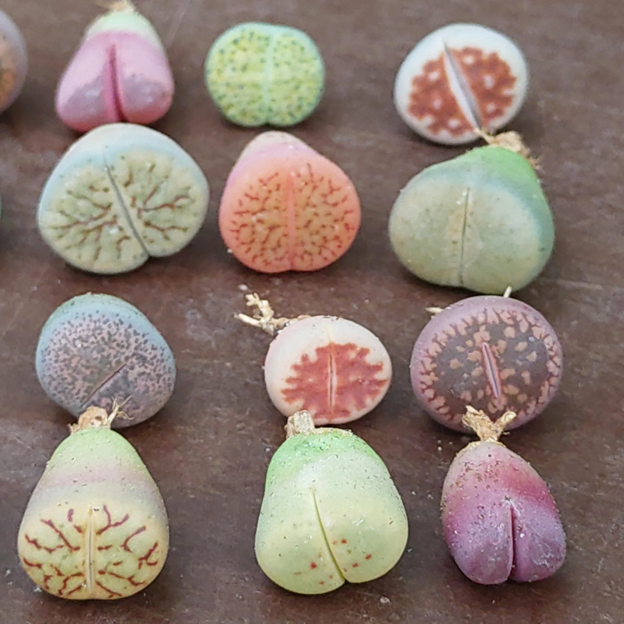 SUNNYPLANTS - Mélange de Plantes Lithops Bébé, Lithops Rares, Succulentes, Pierres Vivantes, Plantes Colorées, Cadeaux de Plantes (10)