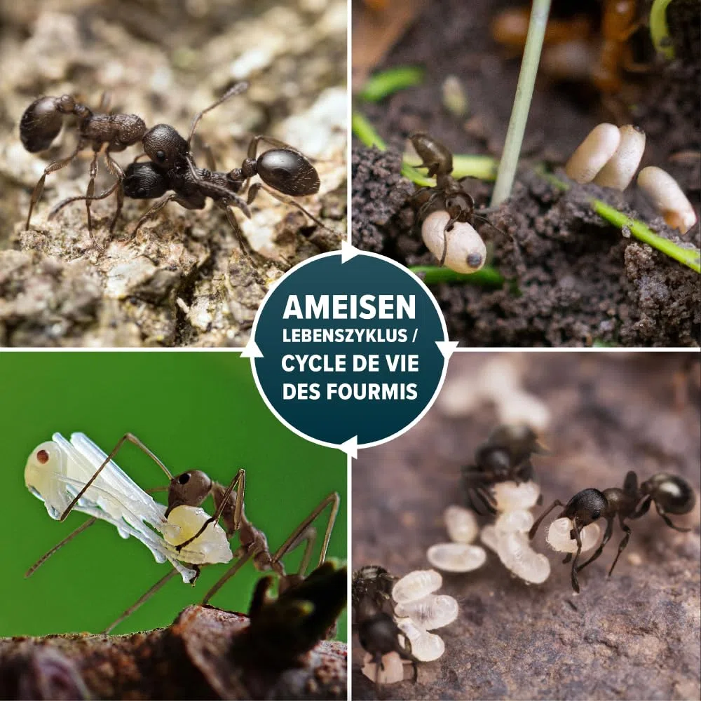 NOPE! Granulés Anti-Fourmis 450g – Appât Inodore pour Intérieur & Extérieur – Cible la Fourmilière – Insecticide Puissant à Action Retardée