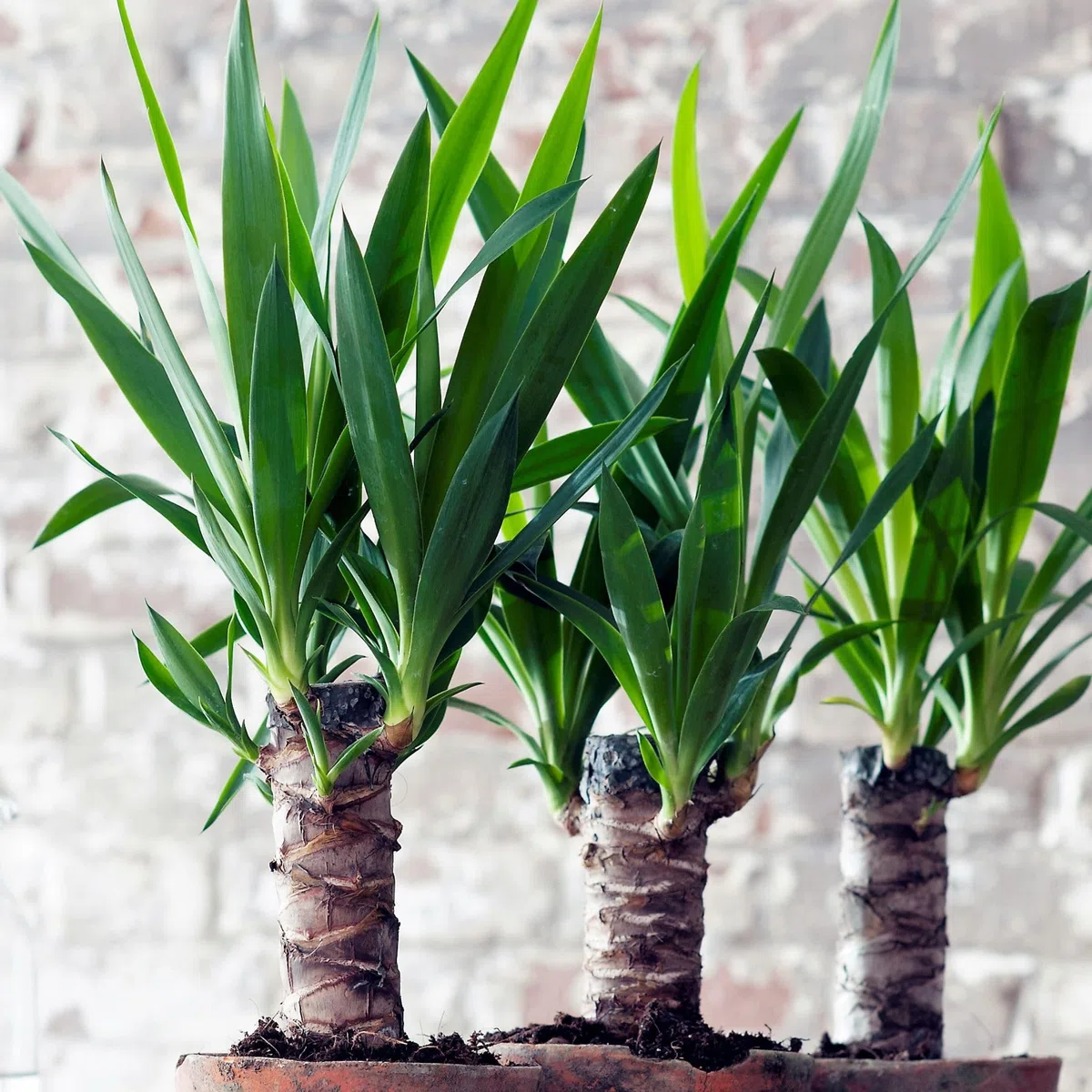 Plant in a Box - Pied d'éléphant - Yucca elephantipes - Hauteur 50-60cm - Pot 14cm - Plante persistante