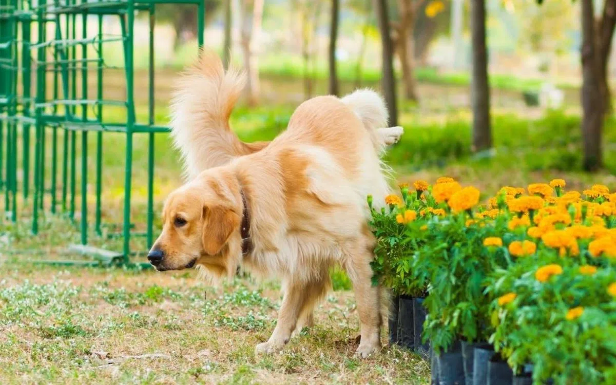 Soufre en Poudre Repulsif Pour Animaux et Traitement des Plantes 100% naturelle