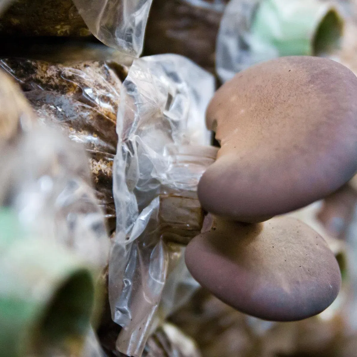 Lot de 40 Sacs de Culture de Champignons : 32 x 50 cm, Avec Filtre, Pour Plantation Horticole