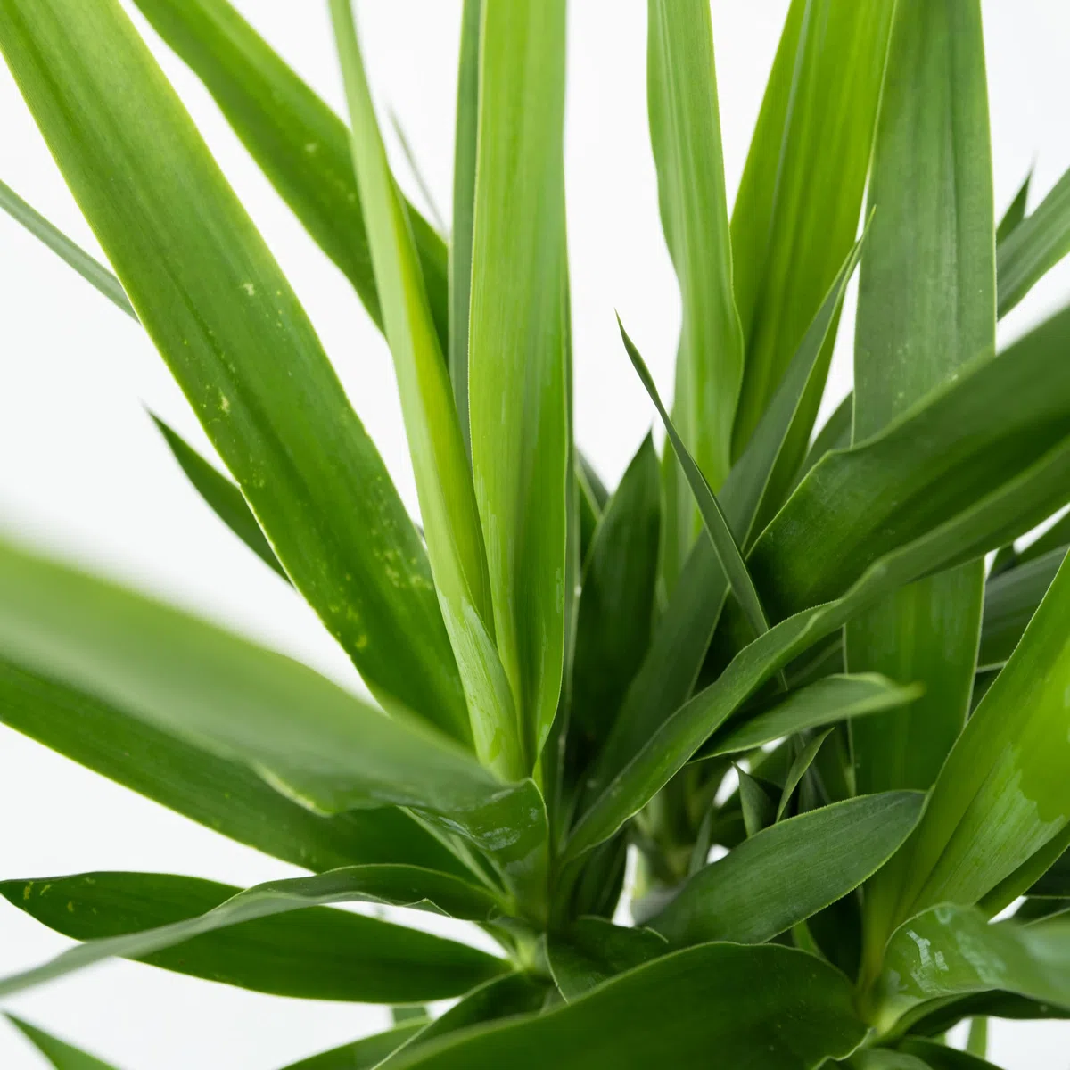 Plant in a Box - Pied d'éléphant - Yucca elephantipes - Hauteur 50-60cm - Pot 14cm - Plante persistante