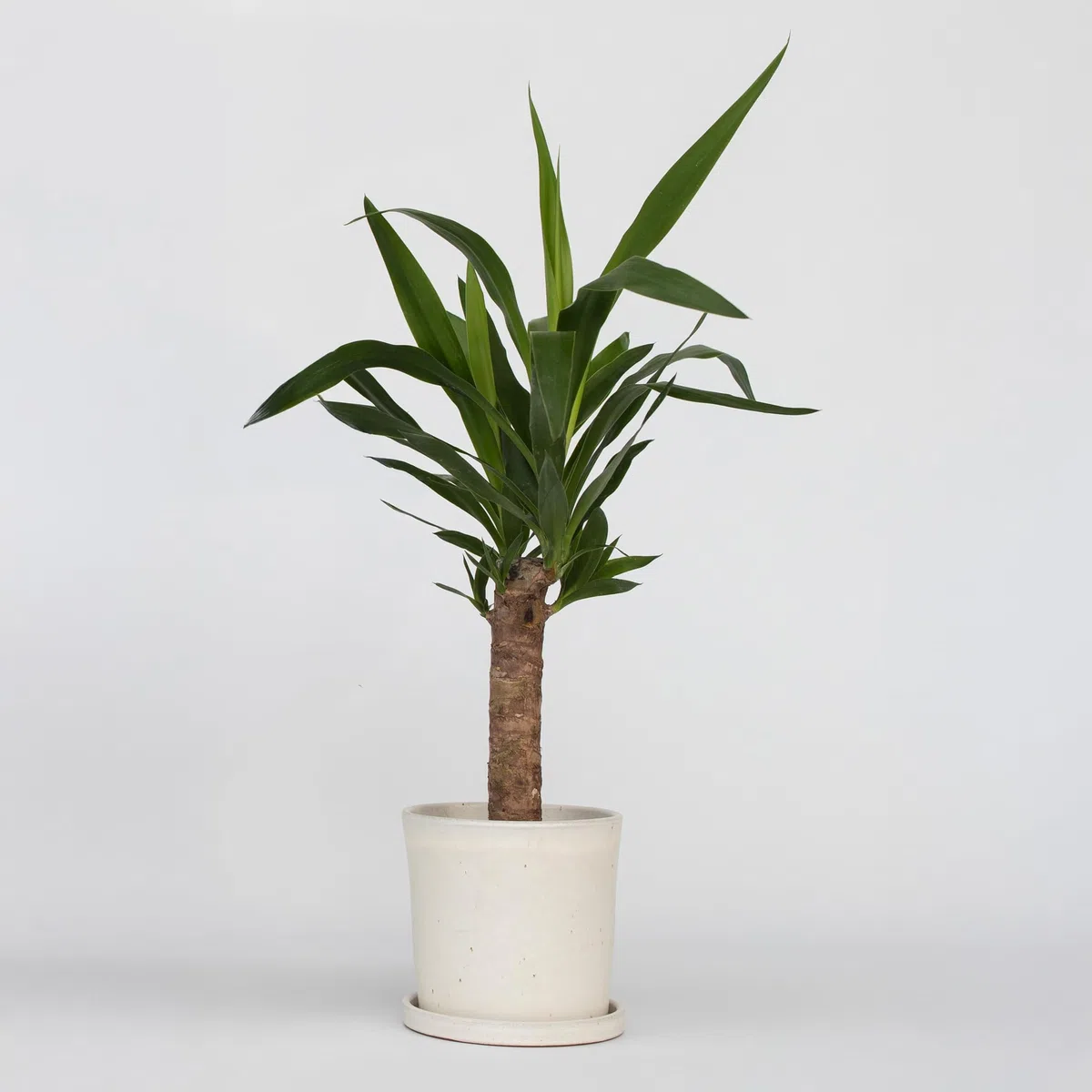 Plant in a Box - Pied d'éléphant - Yucca elephantipes - Hauteur 50-60cm - Pot 14cm - Plante persistante