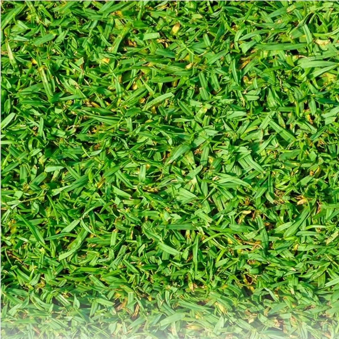 Pelouse Tropicale Kikuyu 250g