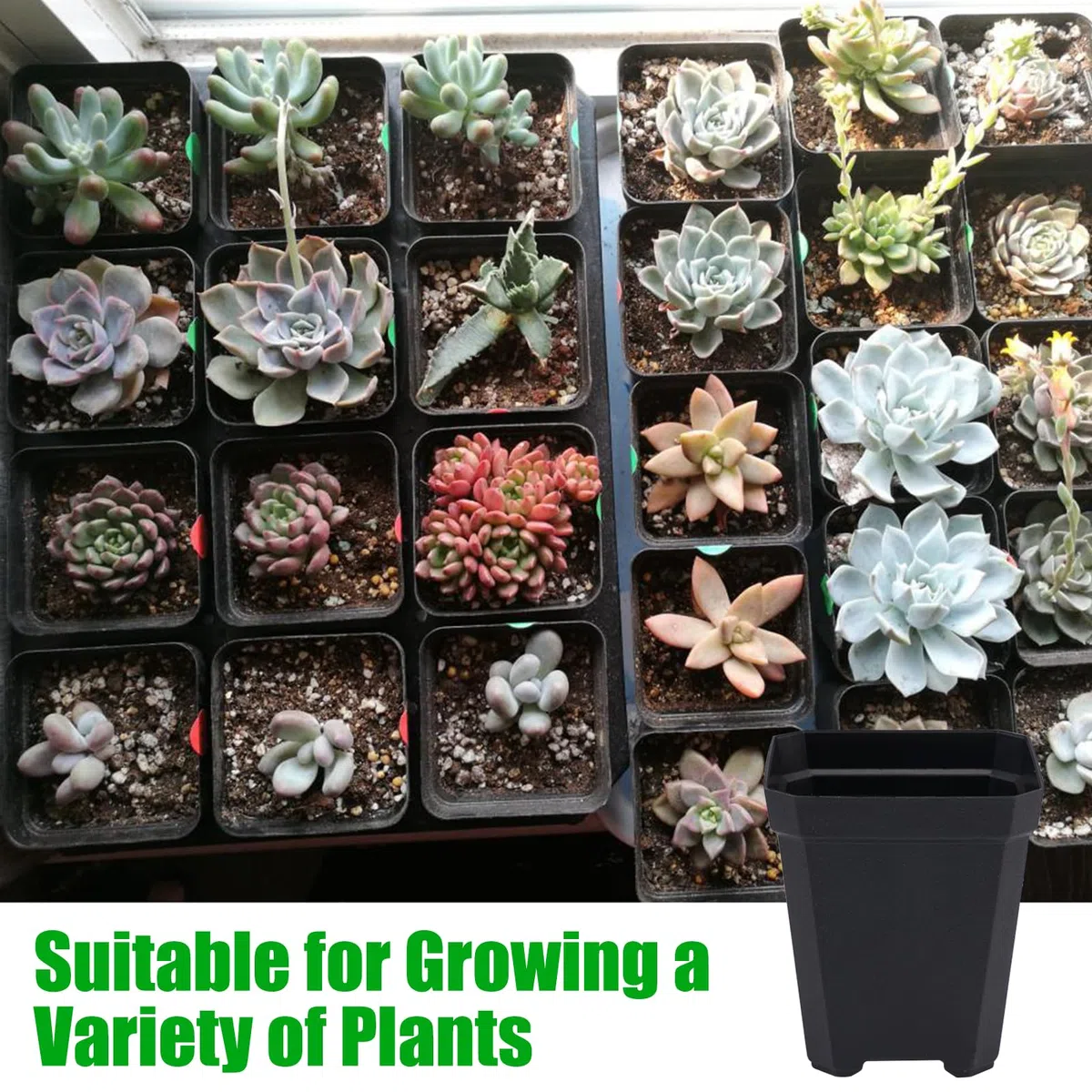 Lot de 100 pots de culture, carrés, en plastique, de 5 cm, avec fond perforé, pour différentes plantes, semis, boutures, greffes, noirs