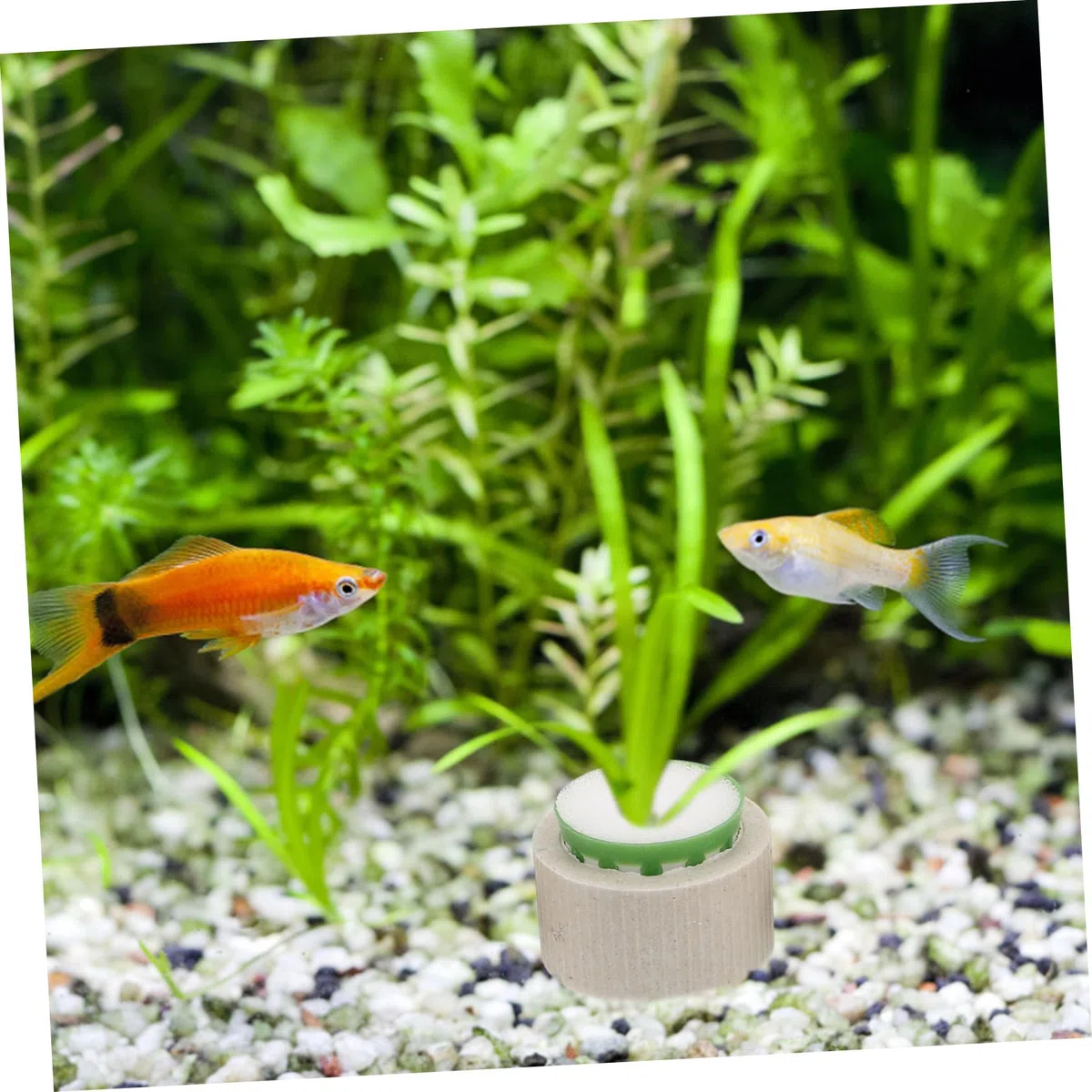 SOIMISS Lot de 9 Set de Set de Anneaux Fixes en Céramique pour Plantes Aquatiques, Pots de Plantation Robustes Coton, Adaptés pour Aquarium Marine et Eau Douce