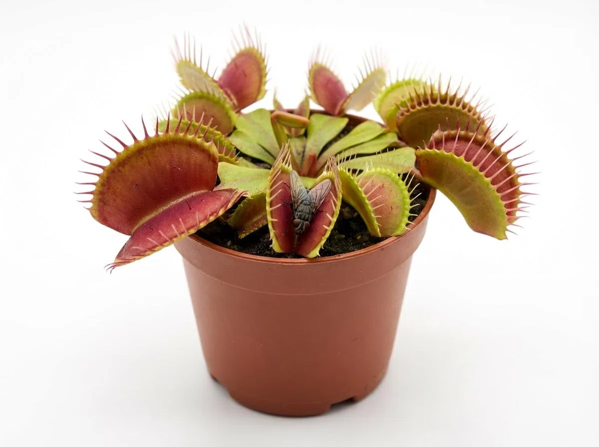 Dionaea Muscipula : un trésor carnivore. Un morceau de nature sauvage chez vous.