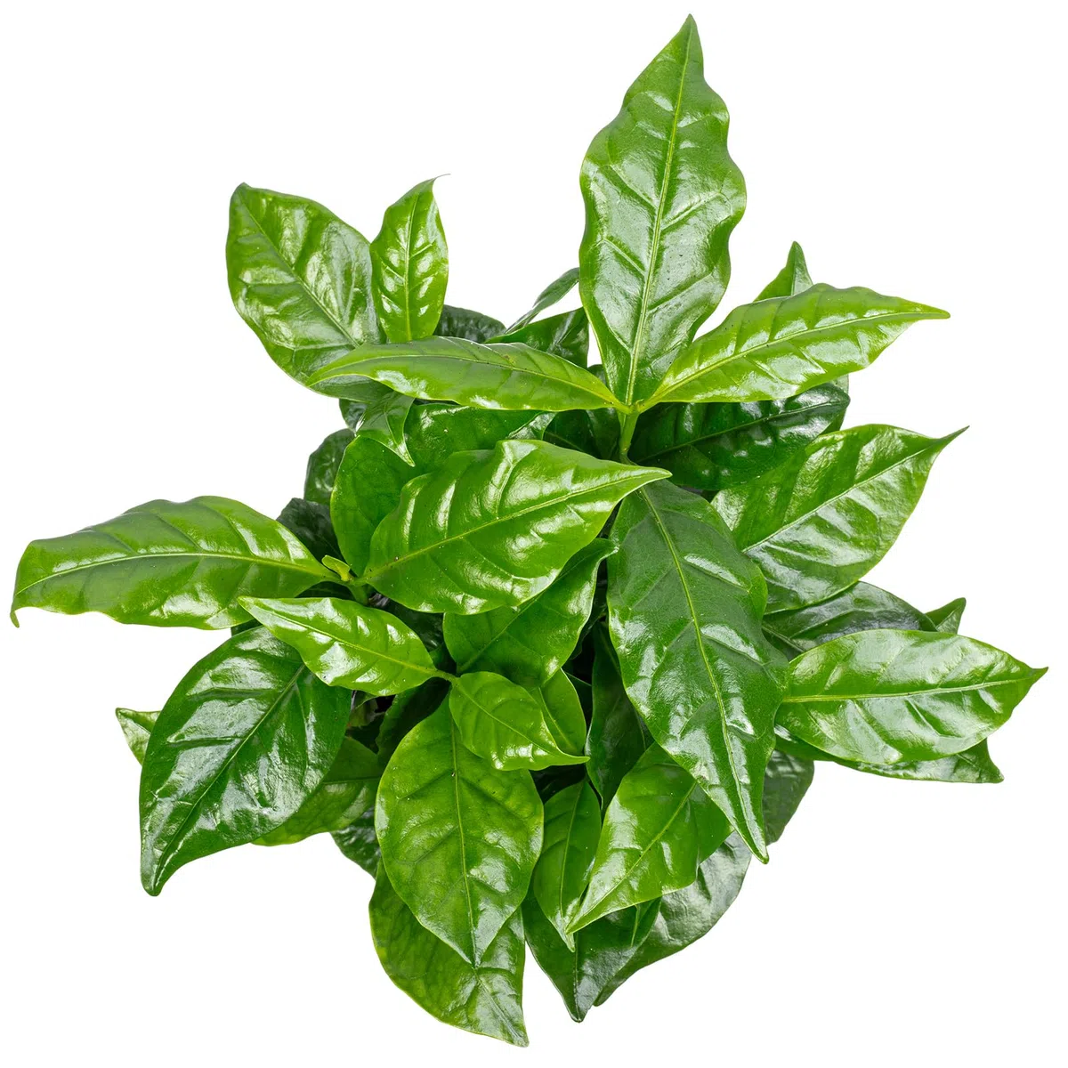 Caféier d'Arabie - plante d'intérieur facile d'entretien, Coffea Arabica - hauteur env. 15-20 cm, pot-Ø 9 cm