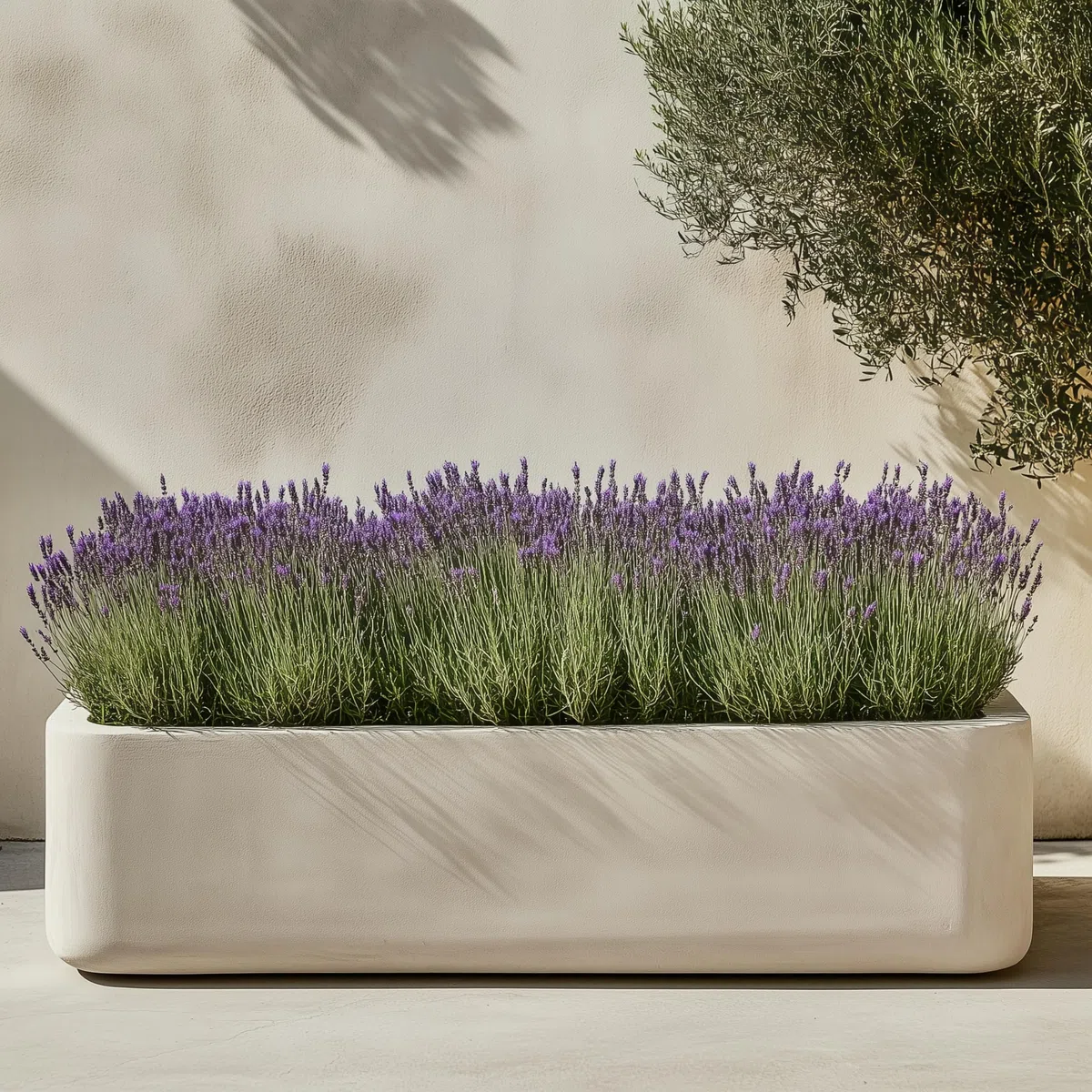 Plant in a Box - Lavande papillon - Lavandula stoechas 'Anouk' - Hauteur 25-35cm - Pot 15cm - Arbuste Compact et Résistant - Pourpre