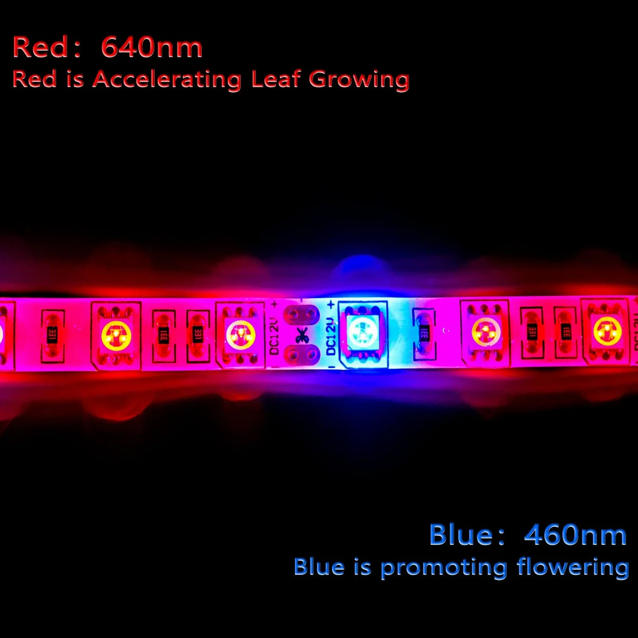 Plante LED élèvent la lumière de bande DC 12V IP65 imperméable plein spectre SMD 5050 Rouge bleu 5: 1 corde s'allume pour l'aquarium serre