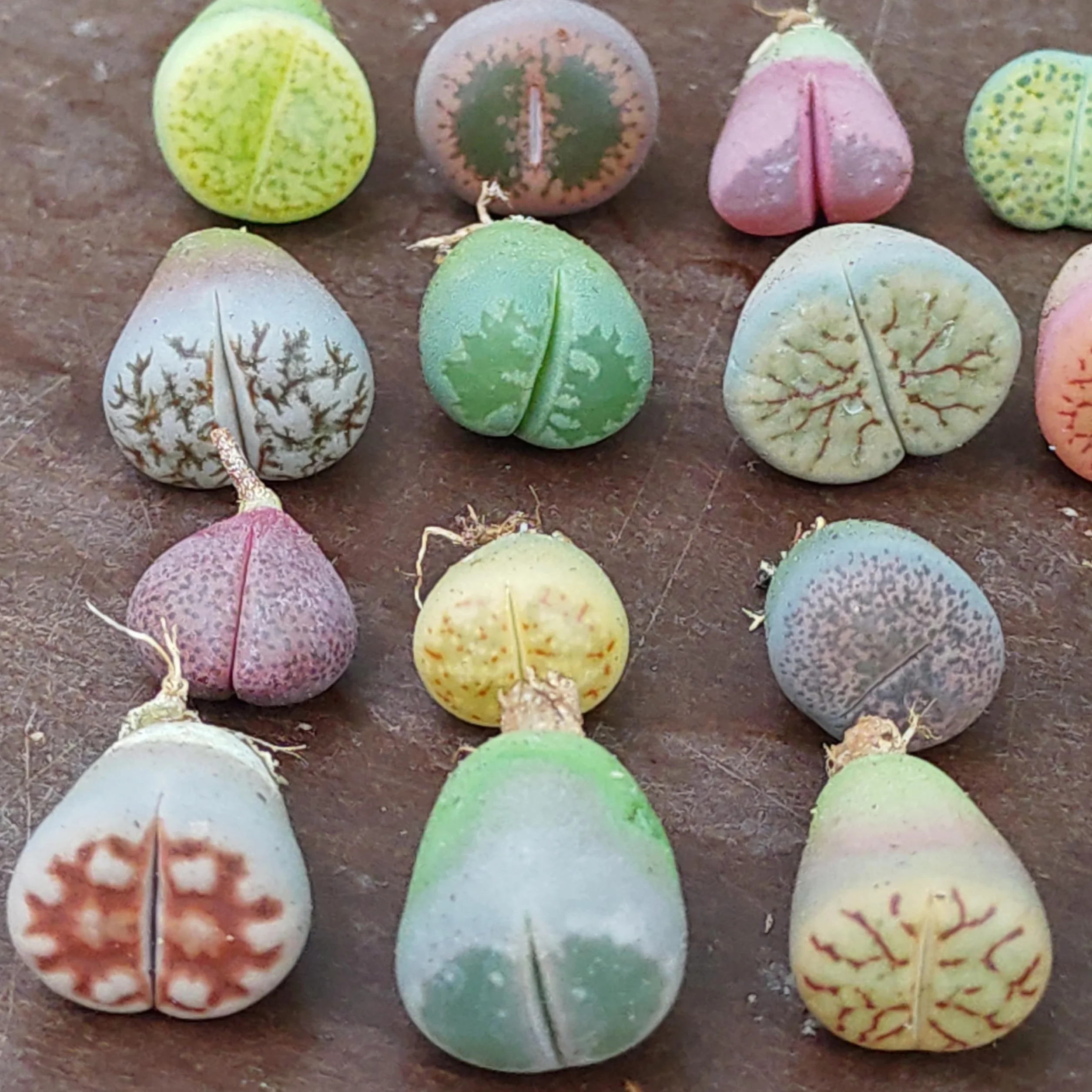 SUNNYPLANTS - Mélange de Plantes Lithops Bébé, Lithops Rares, Succulentes, Pierres Vivantes, Plantes Colorées, Cadeaux de Plantes (10)