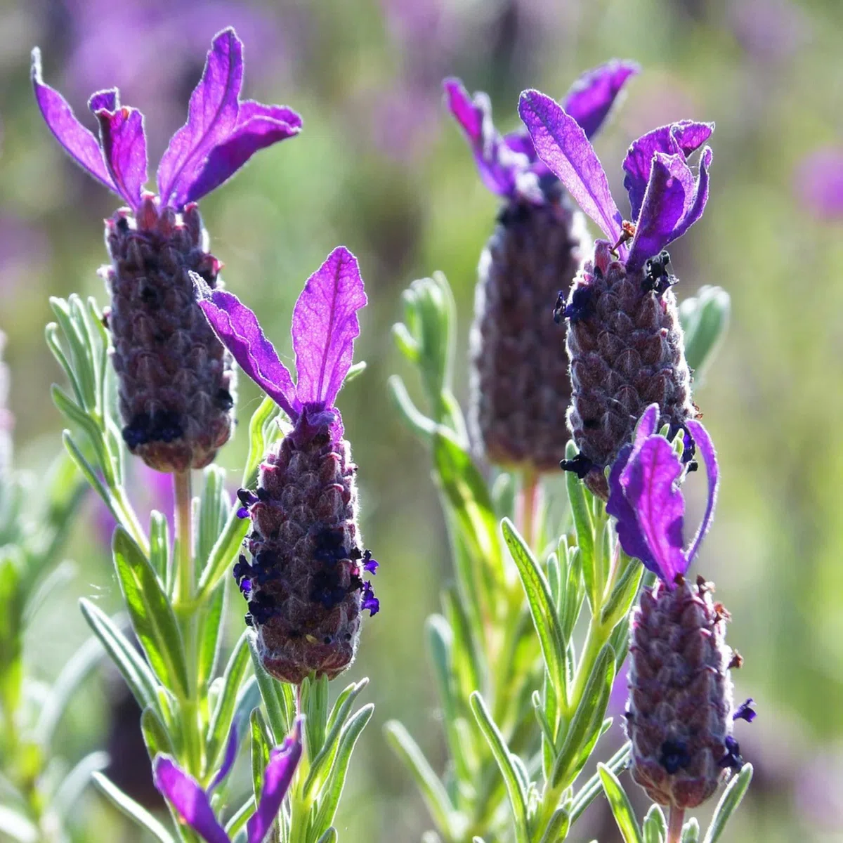 Plant in a Box - Lavande papillon - Lavandula stoechas 'Anouk' - Hauteur 25-35cm - Pot 15cm - Arbuste Compact et Résistant - Pourpre