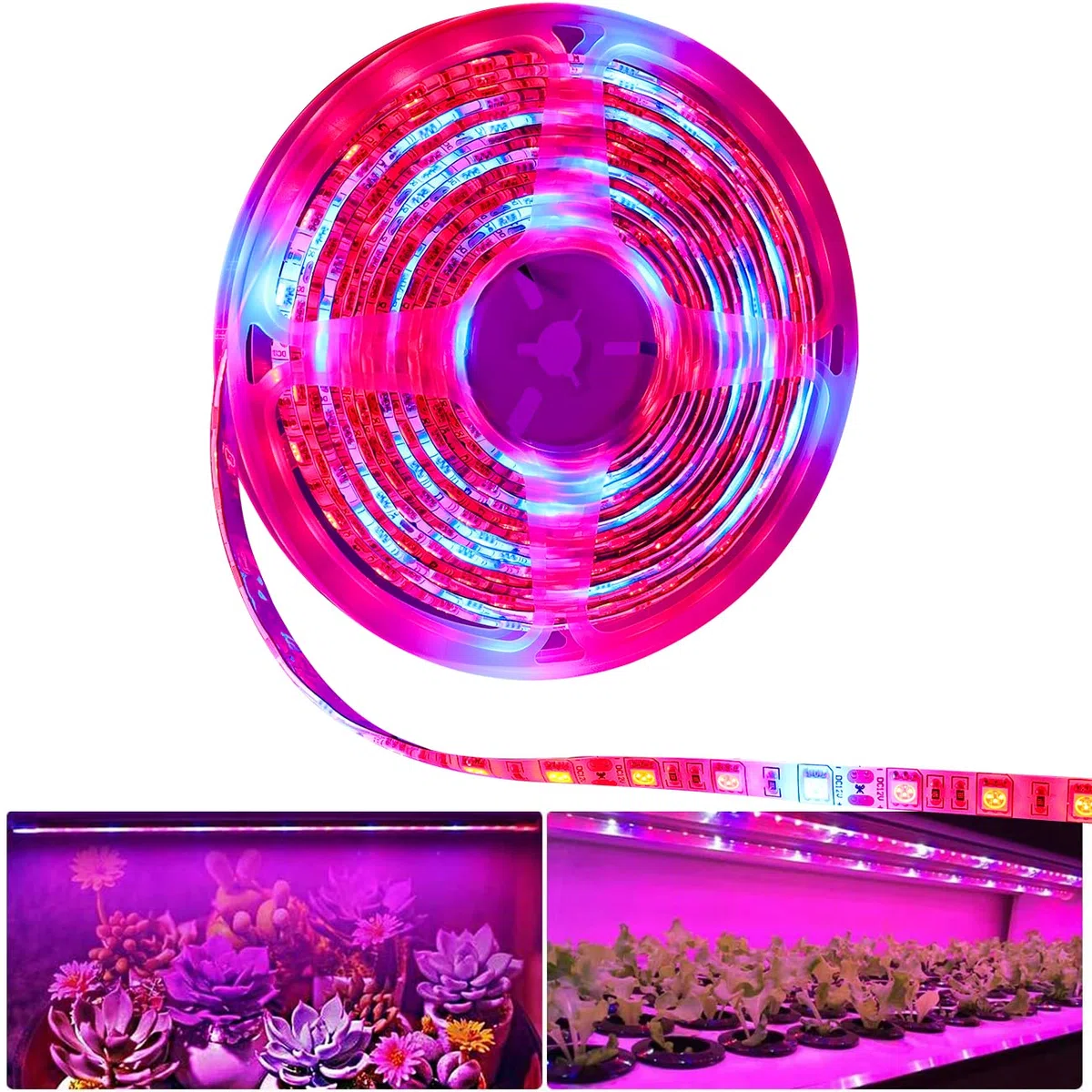 Plante LED élèvent la lumière de bande DC 12V IP65 imperméable plein spectre SMD 5050 Rouge bleu 5: 1 corde s'allume pour l'aquarium serre