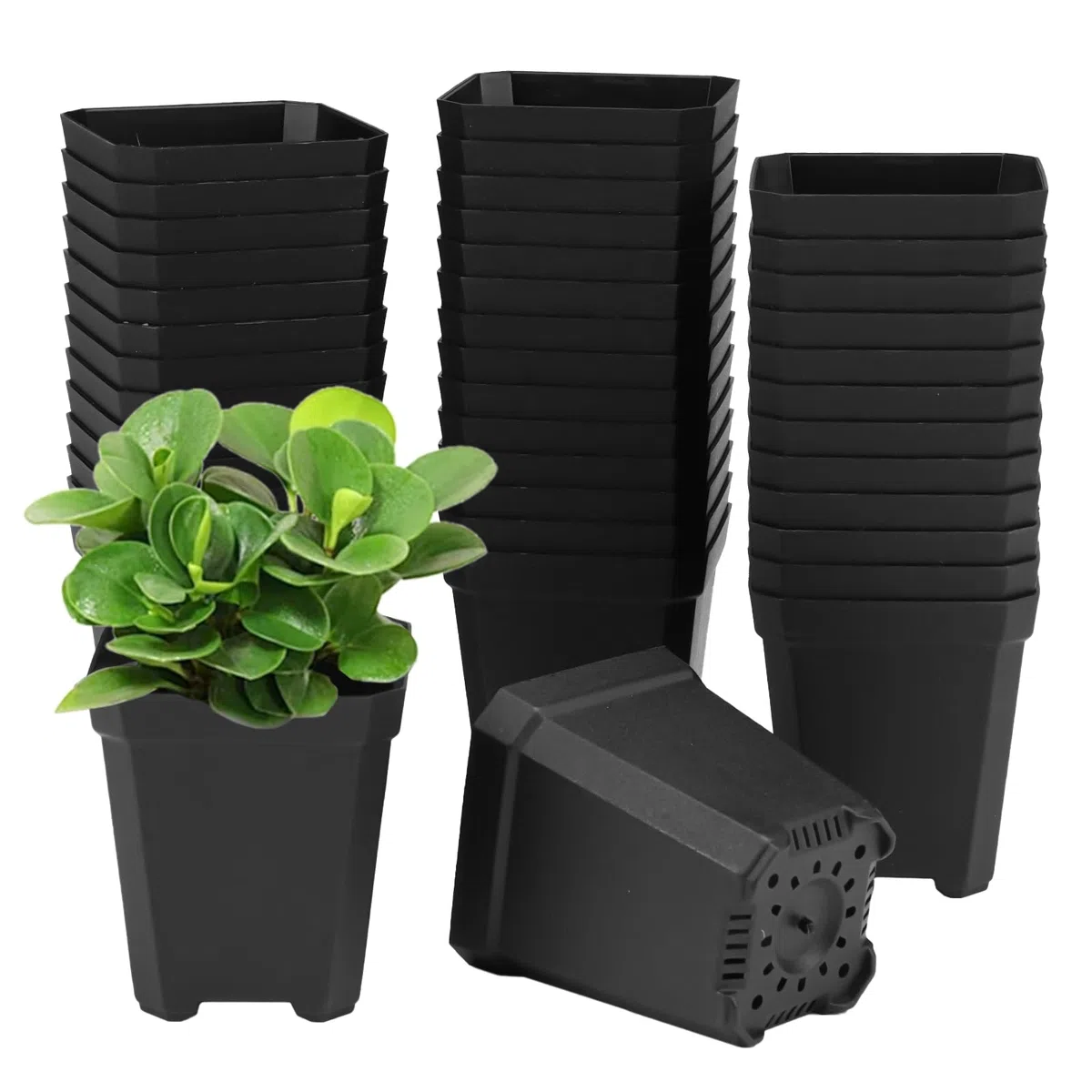 Lot de 100 pots de culture, carrés, en plastique, de 5 cm, avec fond perforé, pour différentes plantes, semis, boutures, greffes, noirs