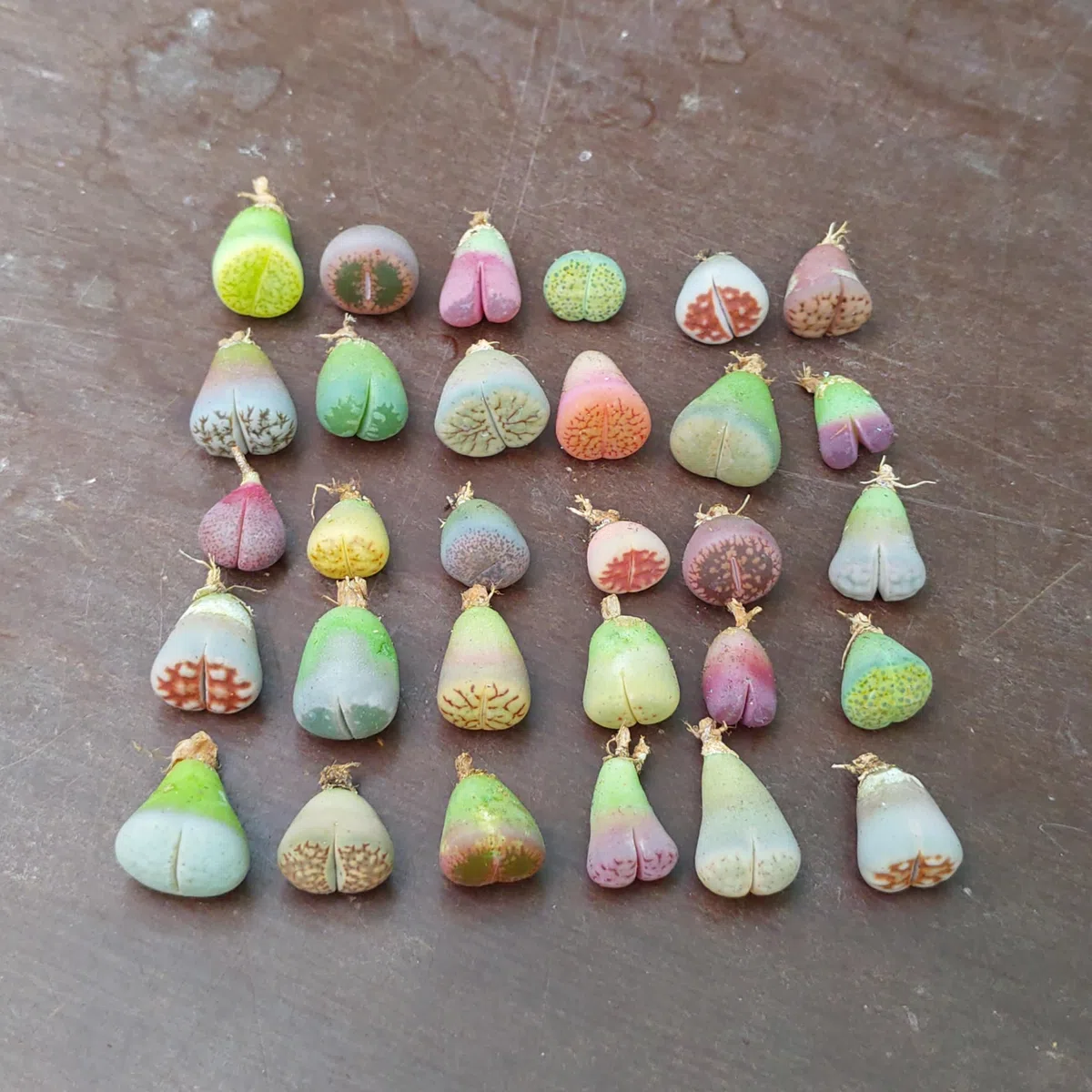 SUNNYPLANTS - Mélange de Plantes Lithops Bébé, Lithops Rares, Succulentes, Pierres Vivantes, Plantes Colorées, Cadeaux de Plantes (10)