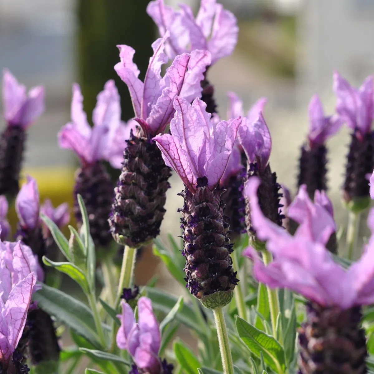 Plant in a Box - Lavande papillon - Lavandula stoechas 'Anouk' - Hauteur 25-35cm - Pot 15cm - Arbuste Compact et Résistant - Pourpre