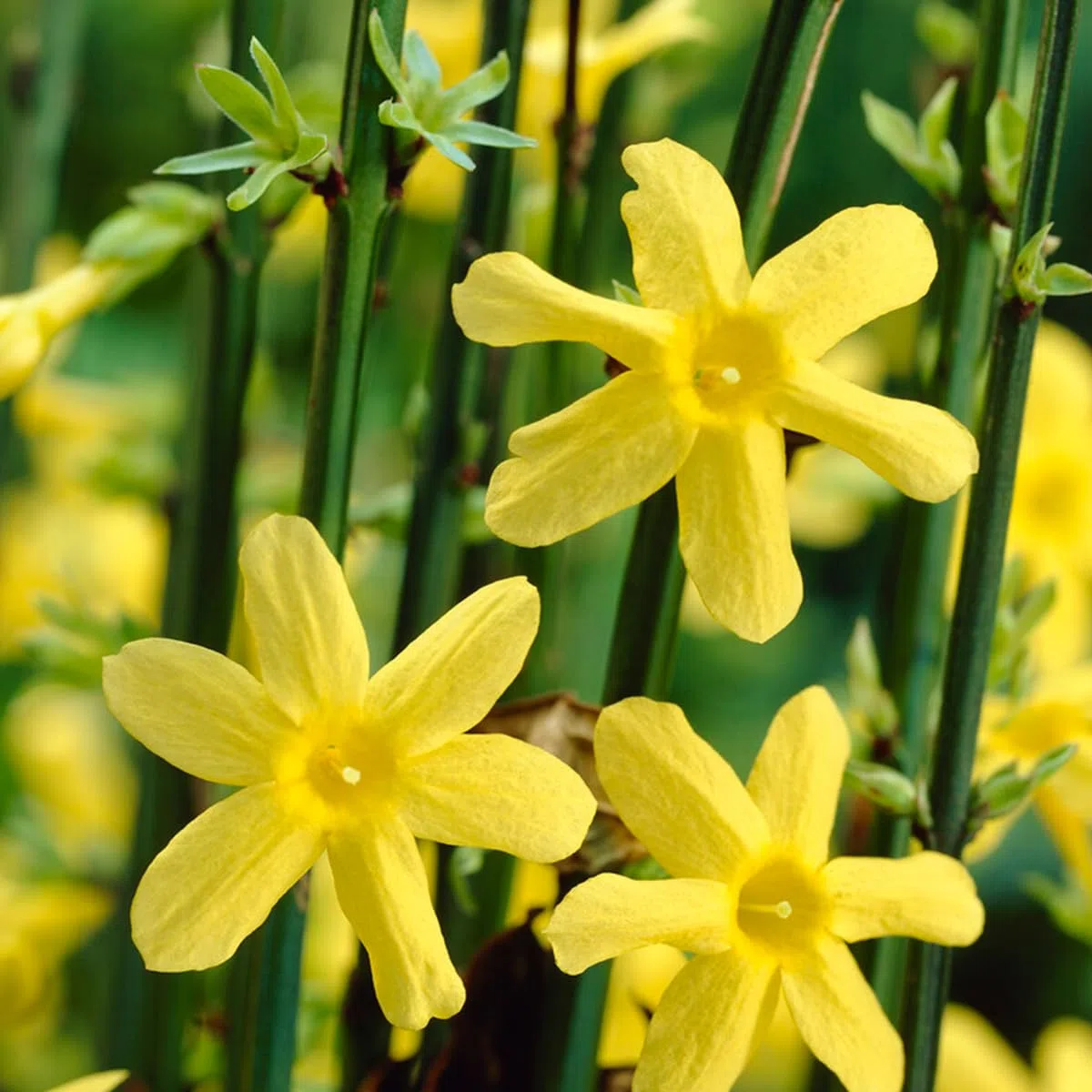 Bloomique - Jasminum Nudiflorum - Jasmin d'hiver - Jaune - Plantes grimpantes - Plantes de jardin - Rustique - Pot 15cm - Hauteur 70-80 cm