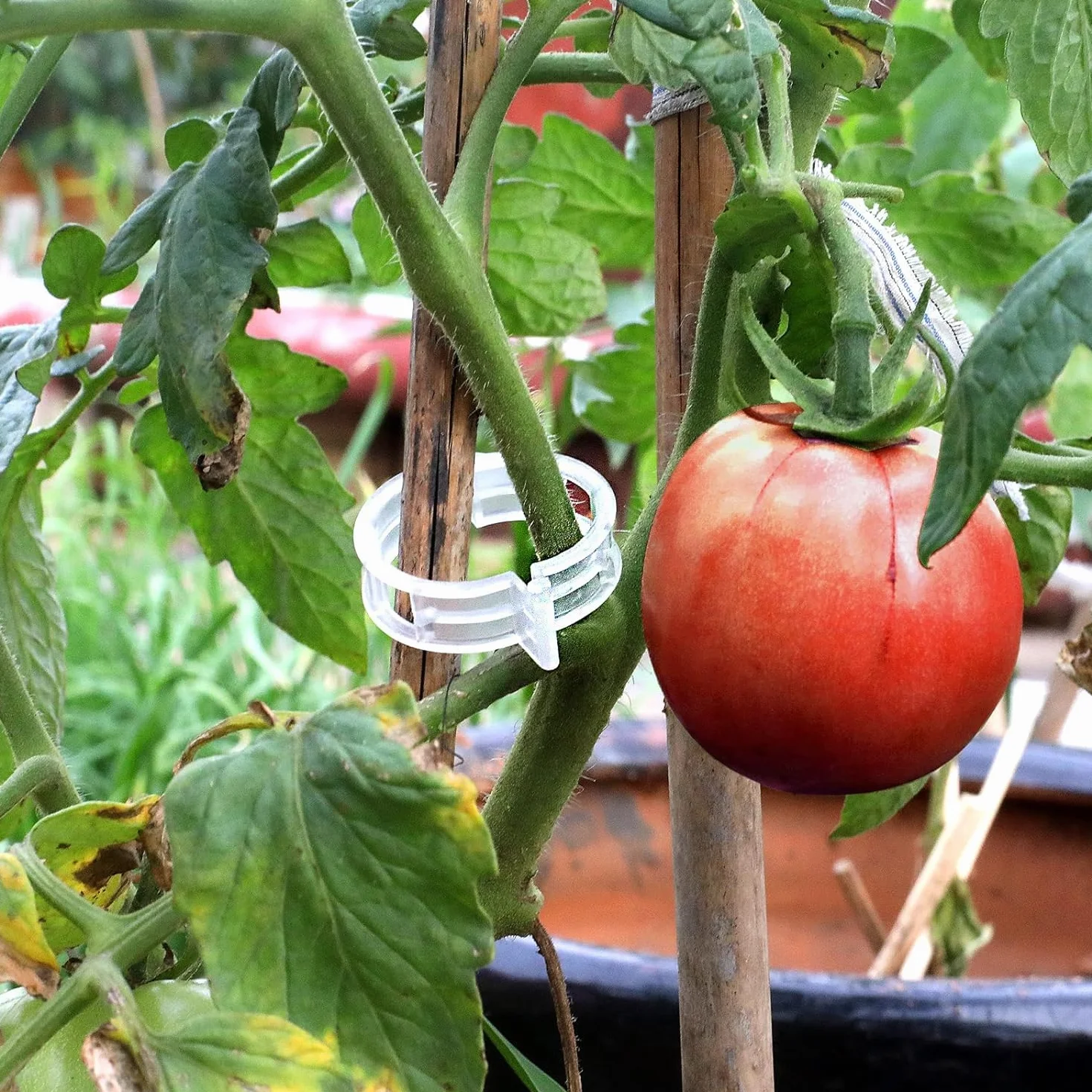 Lot de 50 Plantes Clips pour Tomate, Clips pour Grimpantes, Jardin Clips en Plastique pour légumes