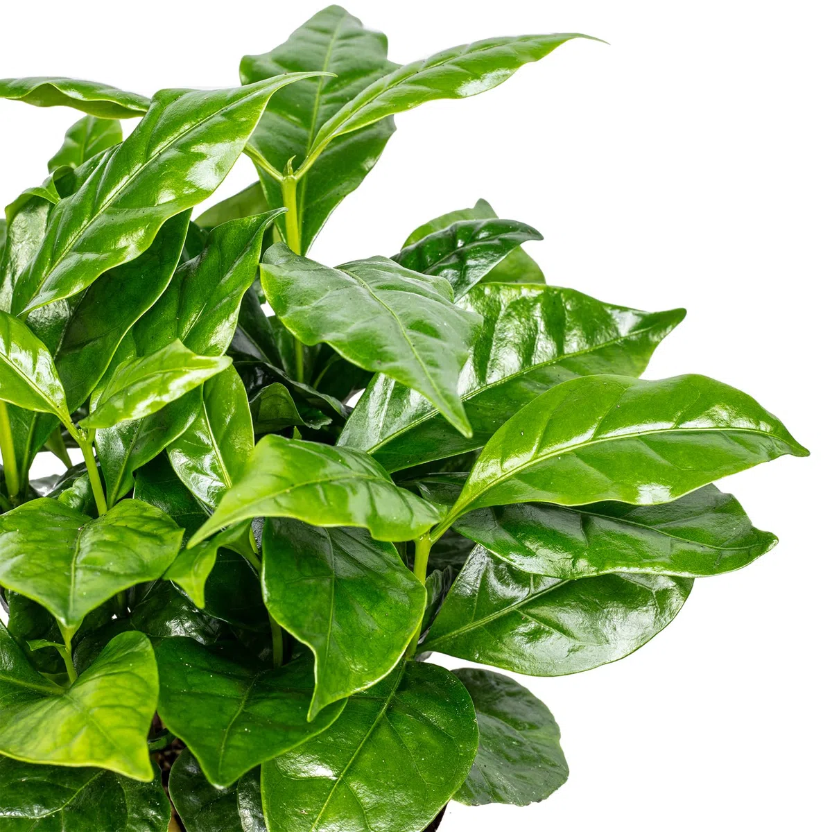 Caféier d'Arabie - plante d'intérieur facile d'entretien, Coffea Arabica - hauteur env. 15-20 cm, pot-Ø 9 cm