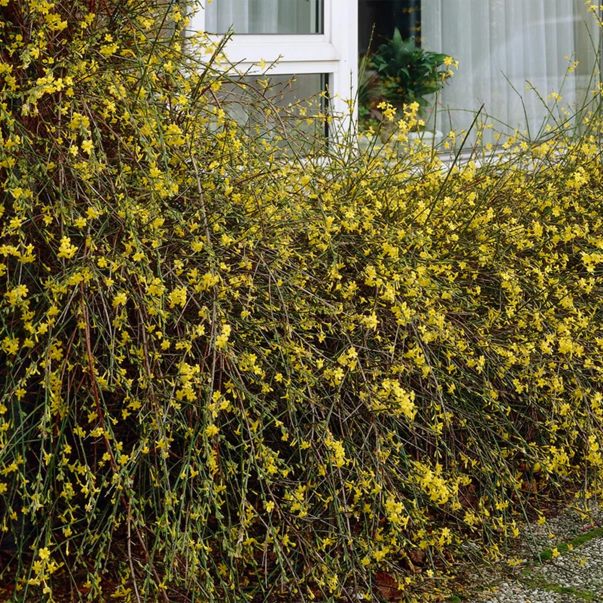 Bloomique - Jasminum Nudiflorum - Jasmin d'hiver - Jaune - Plantes grimpantes - Plantes de jardin - Rustique - Pot 15cm - Hauteur 70-80 cm