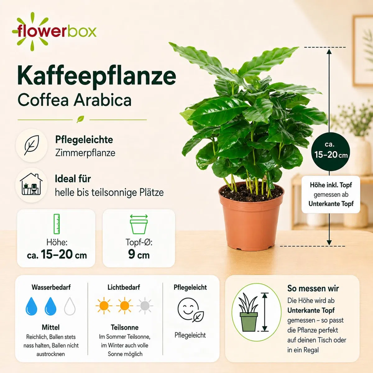 Caféier d'Arabie - plante d'intérieur facile d'entretien, Coffea Arabica - hauteur env. 15-20 cm, pot-Ø 9 cm