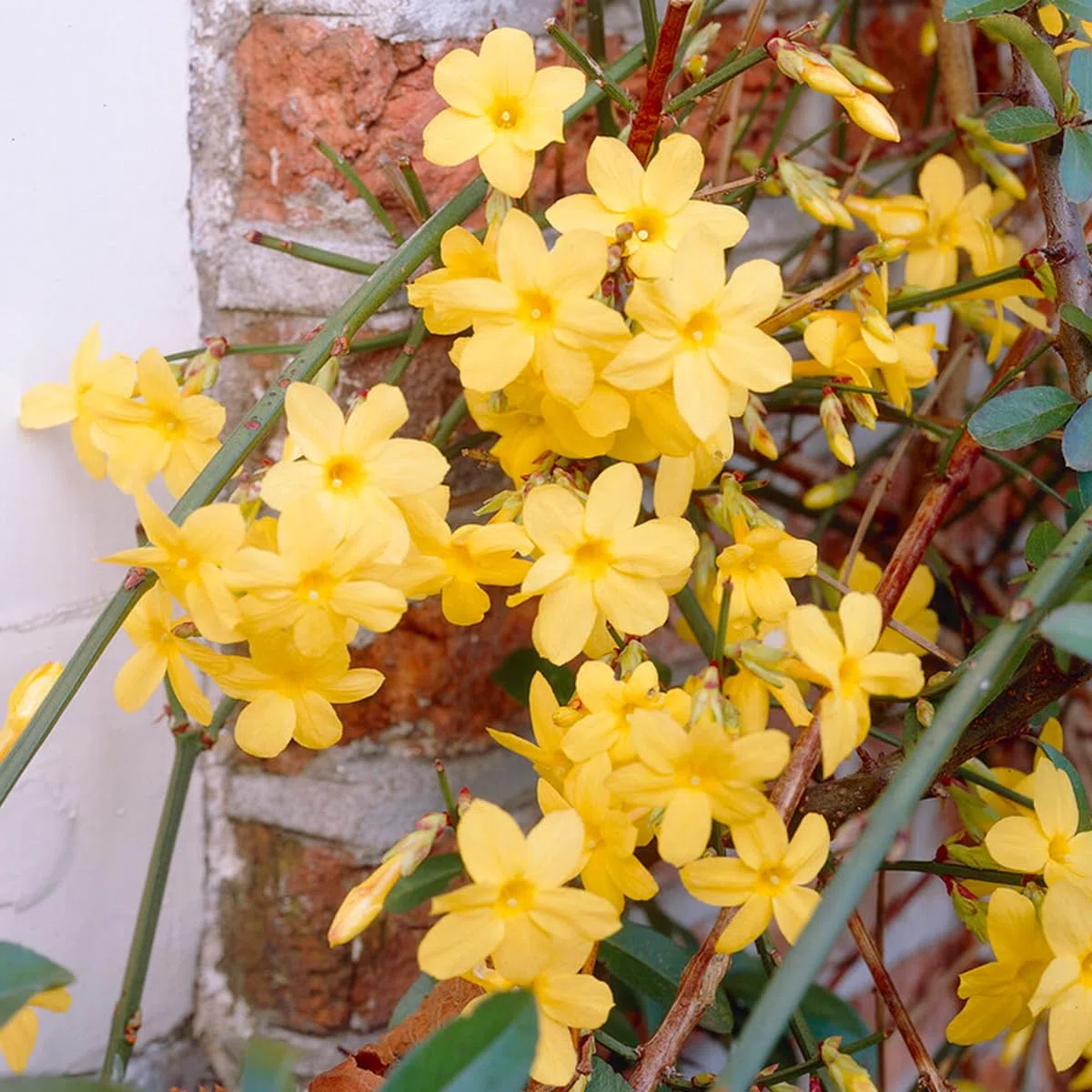 Bloomique - Jasminum Nudiflorum - Jasmin d'hiver - Jaune - Plantes grimpantes - Plantes de jardin - Rustique - Pot 15cm - Hauteur 70-80 cm