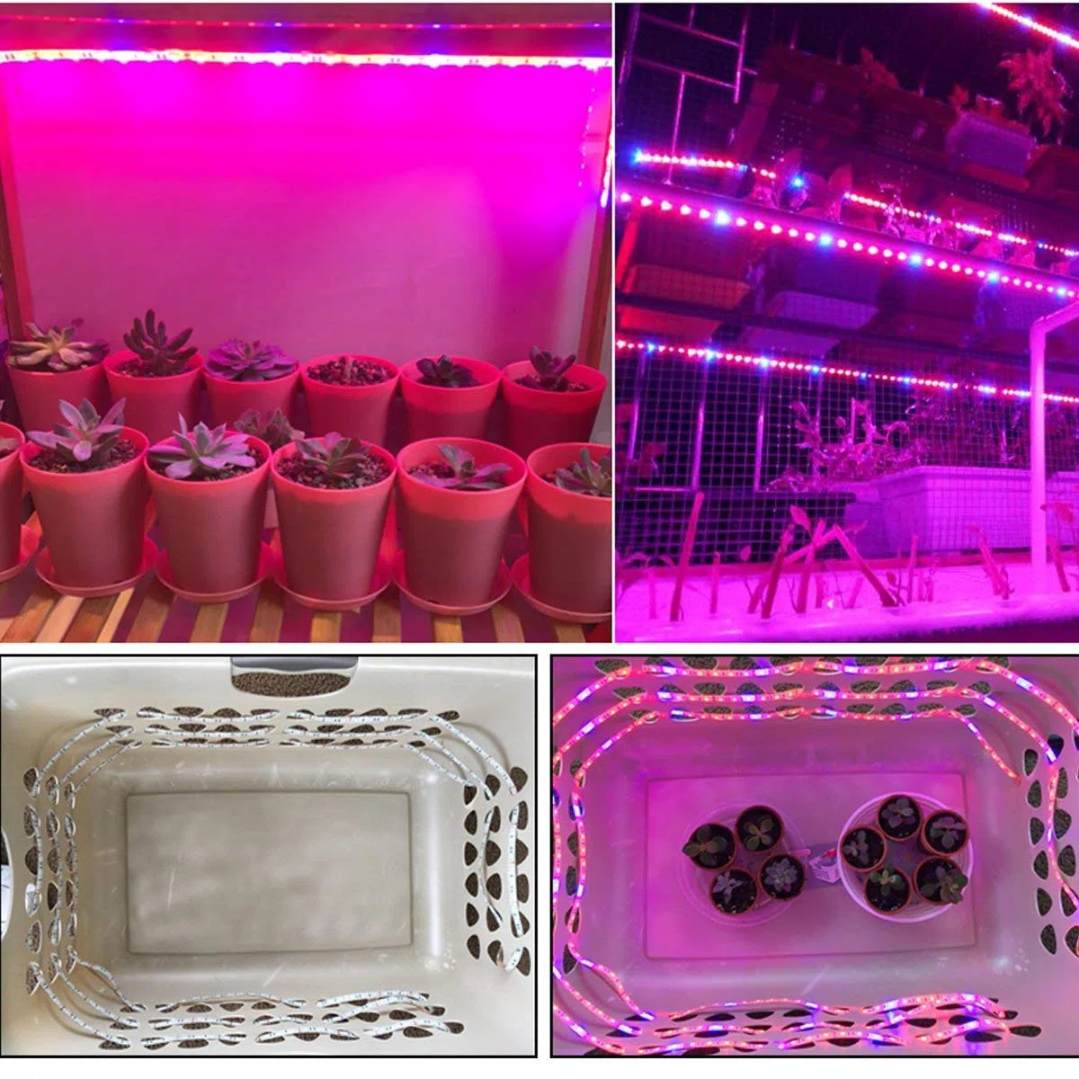 Plante LED élèvent la lumière de bande DC 12V IP65 imperméable plein spectre SMD 5050 Rouge bleu 5: 1 corde s'allume pour l'aquarium serre