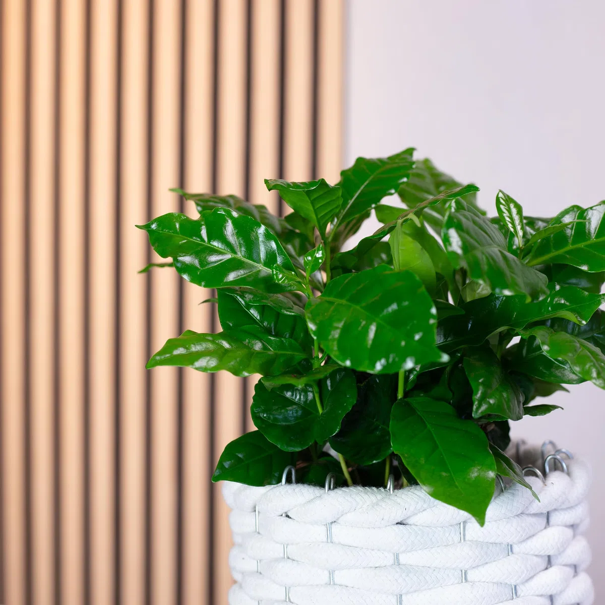 Caféier d'Arabie - plante d'intérieur facile d'entretien, Coffea Arabica - hauteur env. 15-20 cm, pot-Ø 9 cm