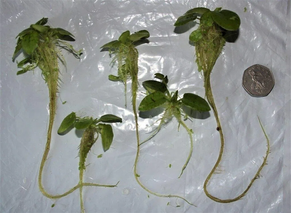 l'eau Hyancinth - Flottant en Direct Bassin Plante