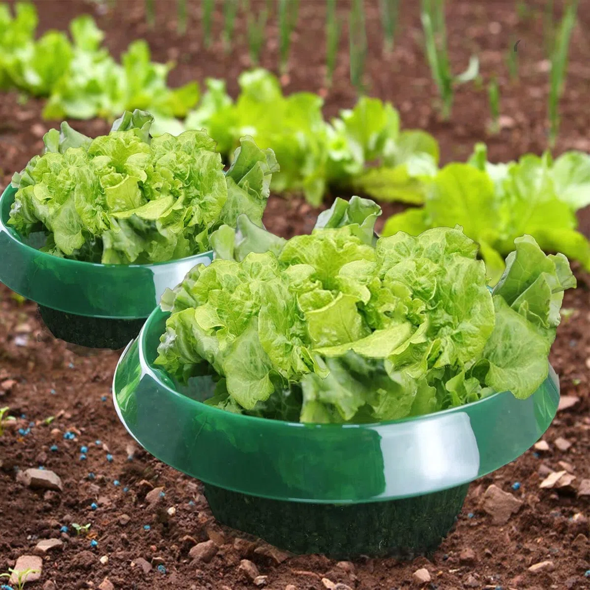 Lot de 12 colliers anti-limaces - Protection contre les limaces sans granulés - Protège les plantes sans produits chimiques