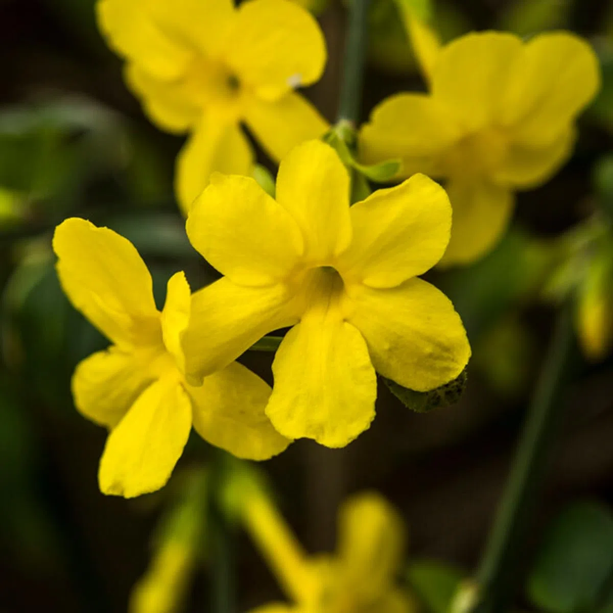 Bloomique - Jasminum Nudiflorum - Jasmin d'hiver - Jaune - Plantes grimpantes - Plantes de jardin - Rustique - Pot 15cm - Hauteur 70-80 cm