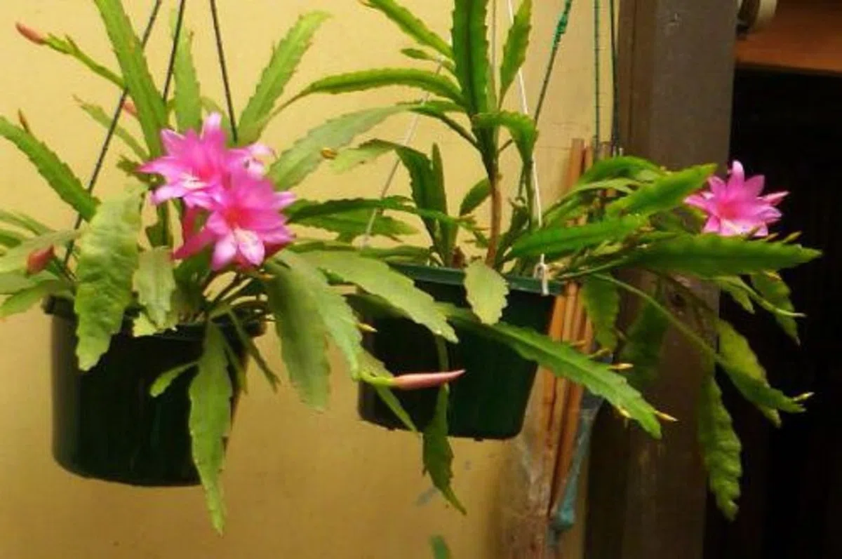 Chiapasia Nelsonii ~ Incredibile Discocactus Epiphyllum ~ Orchidée molto raro 10 Semi ~