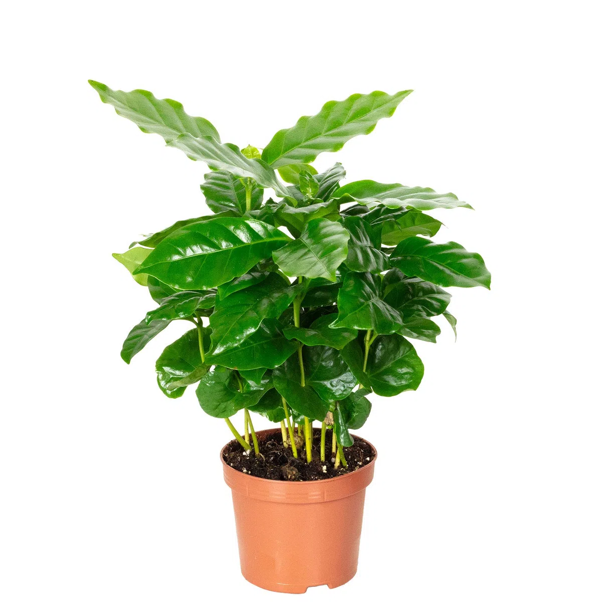 Caféier d'Arabie - plante d'intérieur facile d'entretien, Coffea Arabica - hauteur env. 15-20 cm, pot-Ø 9 cm