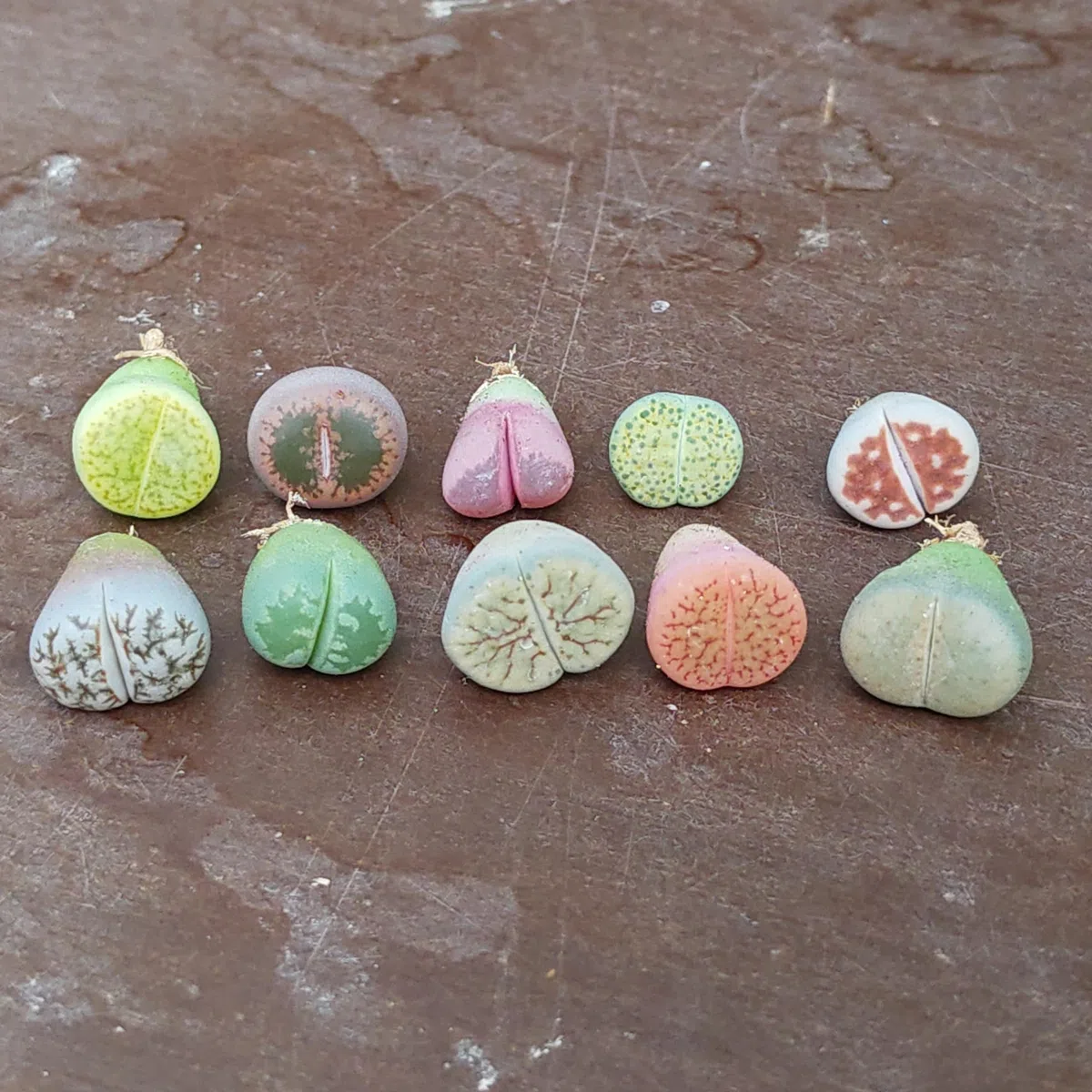 SUNNYPLANTS - Mélange de Plantes Lithops Bébé, Lithops Rares, Succulentes, Pierres Vivantes, Plantes Colorées, Cadeaux de Plantes (10)